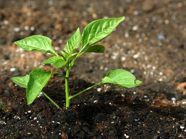 Basil Seedling